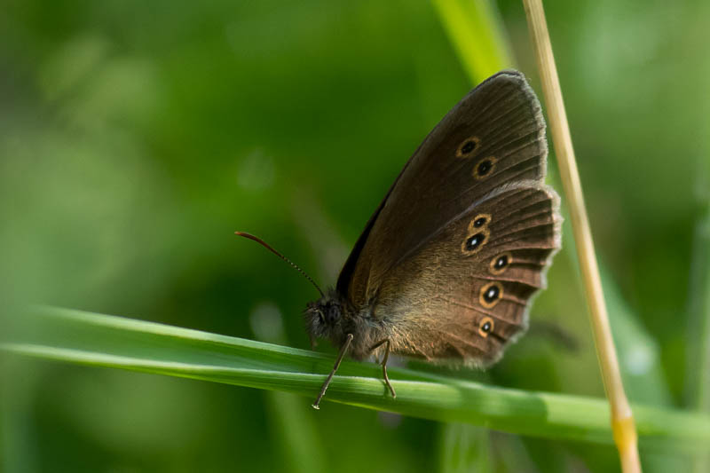 Ringlet